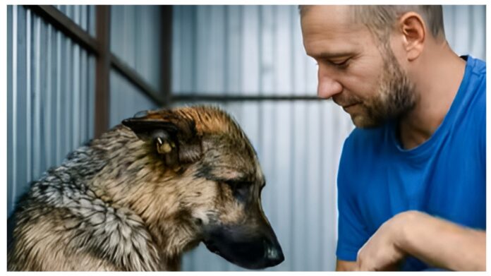 A man adopted the most feared dog from a shelter—and soon shook the whole neighborhood