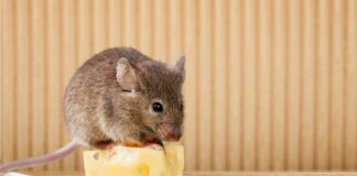 Mix this with a bowl of rice, and mice will quickly disappear from your house