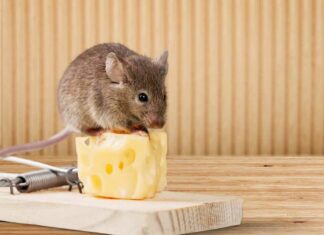 Mix this with a bowl of rice, and mice will quickly disappear from your house
