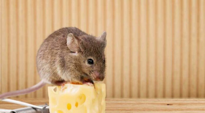 Mix this with a bowl of rice, and mice will quickly disappear from your house