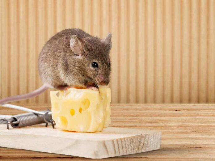 Mix this with a bowl of rice, and mice will quickly disappear from your house