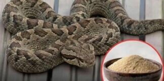 7 smells snakes hate and how to use them to keep these slithery visitors away from your home