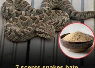 7 smells snakes hate and how to use them to keep these slithery visitors away from your home