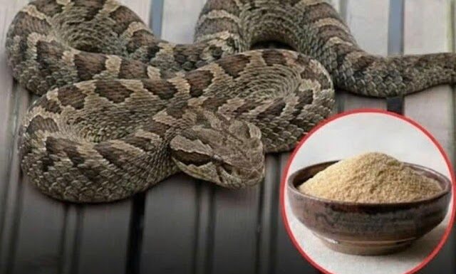 7 smells snakes hate and how to use them to keep these slithery visitors away from your home