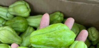Chayote, a simple vegetable with powerful metabolic benefits