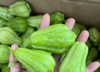 Chayote, a simple vegetable with powerful metabolic benefits