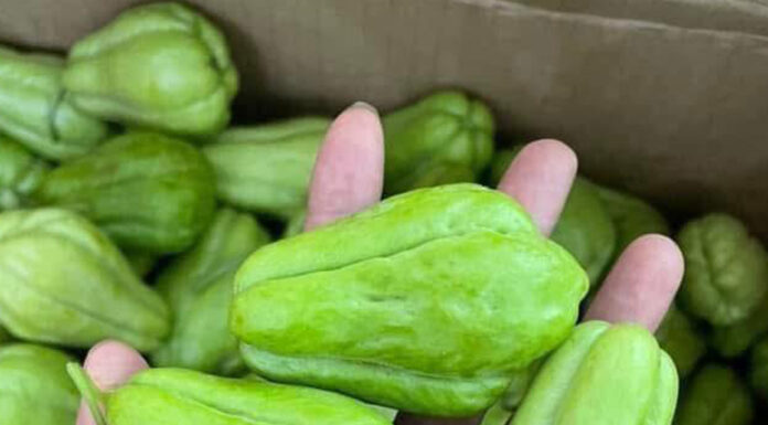 Chayote, a simple vegetable with powerful metabolic benefits