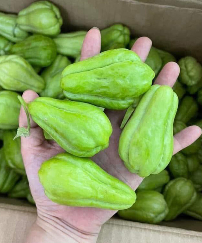 Chayote, a simple vegetable with powerful metabolic benefits