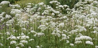 ‘Nature’s Valium’: Exploring the research behind valerian’s reputation for anxiety relief and better sleep