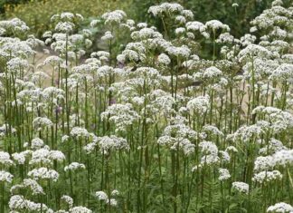 ‘Nature’s Valium’: Exploring the research behind valerian’s reputation for anxiety relief and better sleep