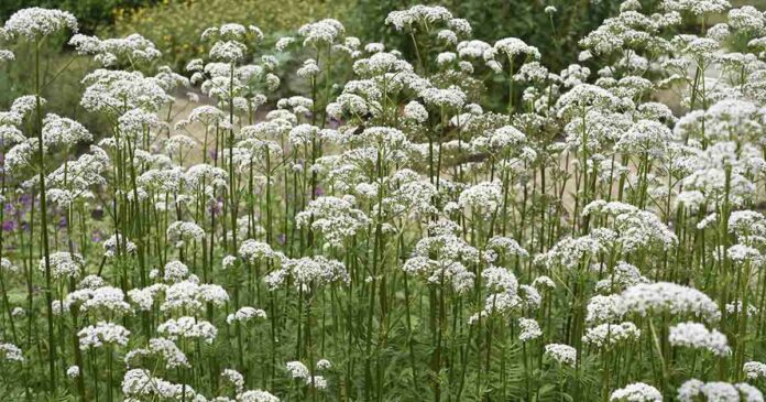 ‘Nature’s Valium’: Exploring the research behind valerian’s reputation for anxiety relief and better sleep