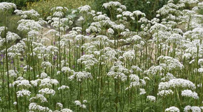 ‘Nature’s Valium’: Exploring the research behind valerian’s reputation for anxiety relief and better sleep