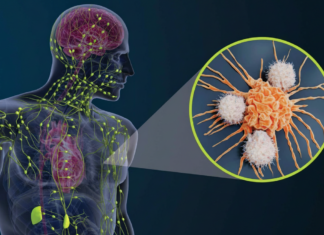 What role does the lymphatic system play in cancer progression?
