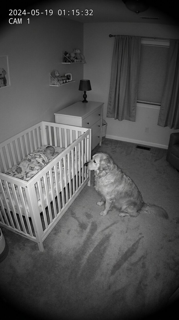 When their dog refused to leave the baby’s crib at night, new parents installed a camera to find out why