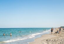The friends were relaxing on the beach when a dog ran up barking — Then a woman turned pale after taking a closer look at its fur