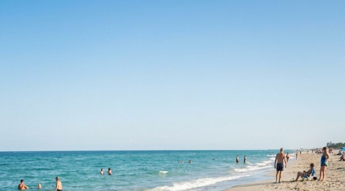 The friends were relaxing on the beach when a dog ran up barking — Then a woman turned pale after taking a closer look at its fur