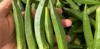 Is okra good for people with diabetes? Benefits, risks, and how to consume it
