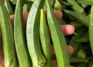 Is okra good for people with diabetes? Benefits, risks, and how to consume it