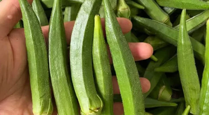 Is okra good for people with diabetes? Benefits, risks, and how to consume it